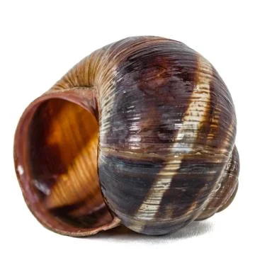 Spiral shell of snail, isolated on white background Stock Photos