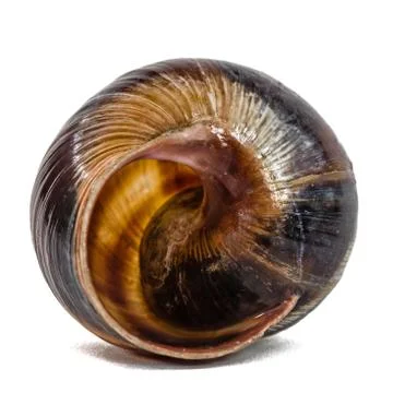 Spiral shell of snail, isolated on white background Stock Photos