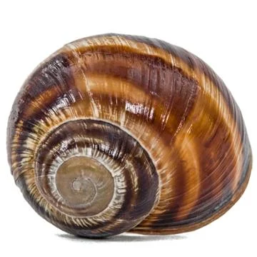 Spiral shell of snail, isolated on white background Stock Photos