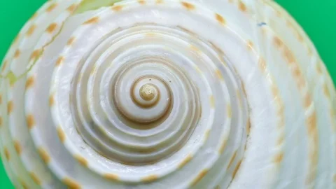 Spiral of a Shell zoom in and out Stock Footage 85045640