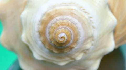 Spiral of a Shell zoom in and out Stock Footage 85045654