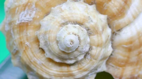 Spiral of a Shell zoom in and out Stock Footage 85045662