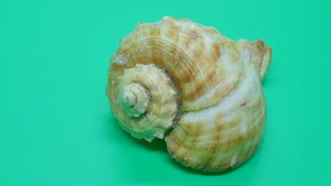Spiral of a Shell zoom in and out Stock Footage 85045671