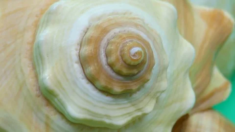 Spiral of a Shell zoom in and out Stock Footage 85045694