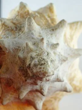 Spiral shells abstract Stock Photos