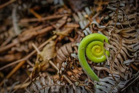 Spiral shoot Stock Photos
