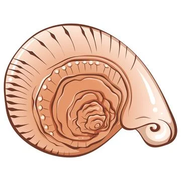 Spiral small seashell color Stock Illustration