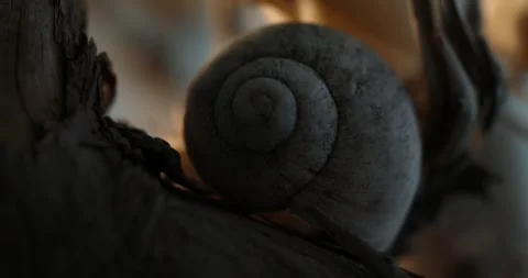 Spiral Snail Shell Amidst Dark Foliage at Sunrise. Stock Footage 260339941