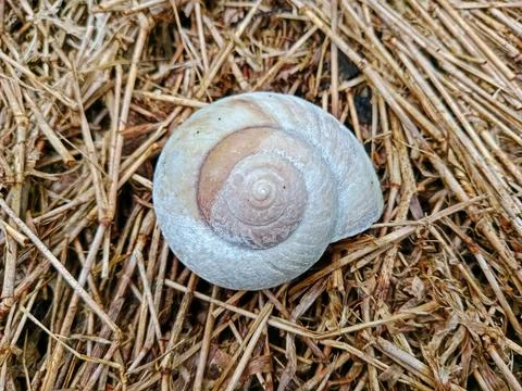Spiral snail shell on dry straw background Stock Photos