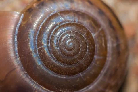Spiral snail shell macro background, shallow depth of field Stock Photos