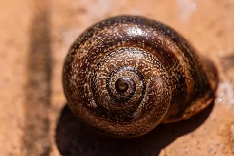 Spiral snail shell macro shot Fotos de archivo