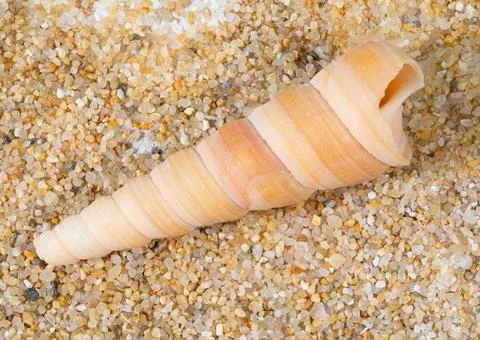Spiral Snail's Seashell Stock Photos
