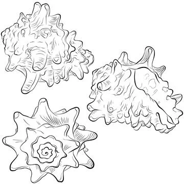 Spiral spiked seashell Illustrazione stock