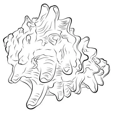 Spiral spiked seashell side view line art Stock Illustration