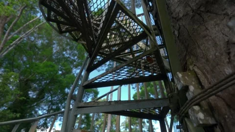 Spiral staircase in the jungle 스톡 동영상 345021582