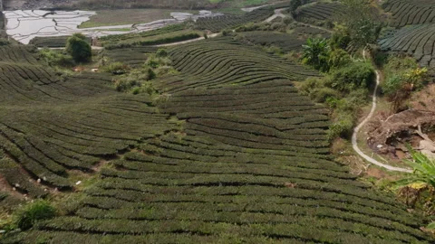 Spiral Tea Terrace Patterns on Hillside in Muong Khoa, Lai Chau Vietnam Stock Footage 333340736