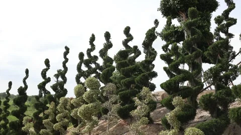 Spiral-topiary Stock Footage 138504031