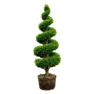 Spiral topiary tree in a black plastic nursery pot Stock Photos
