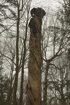 Spiral Tree in the Foreset Stock Photos