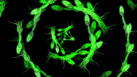 Spiral wortex green octopus clock 库存影片 22179398