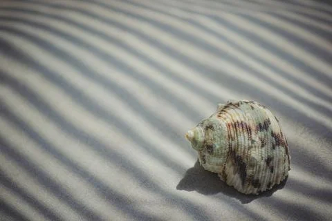 Spiraled rapana seashell on sand backdrop with wavy diagonal linear shadows Stock Photos