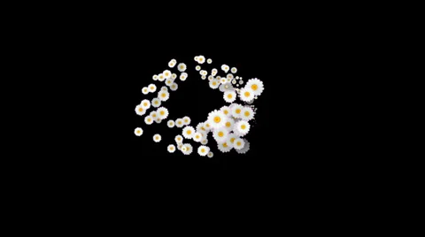 Spiraling Daisies Stock Footage 32875795