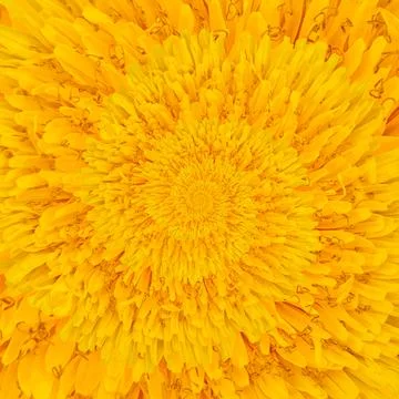 Spiraling Dandelion in Bloom Fotos de archivo