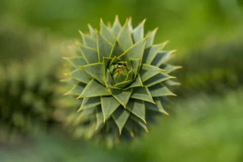 Spiraling green cactus with blured background. Stock Photos