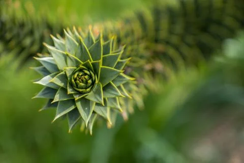 Spiraling green cactus with blured background. Stock Photos