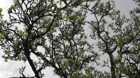Spiraling Skyview Through Spring Magnolia Tree Flowers Stock-Footage 50295962