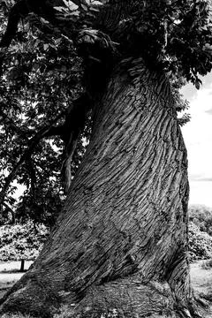 Spiralling bark Stockfoto's