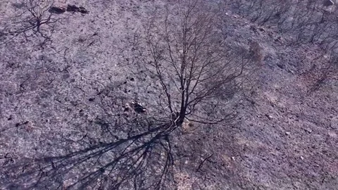 Spiralling upwards footage over a tree burnt in a forest fire 스톡 동영상 206800075