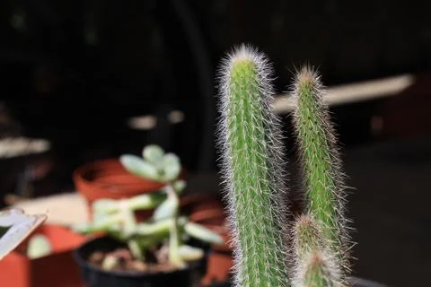 Spire Cactus close up Stock Photos
