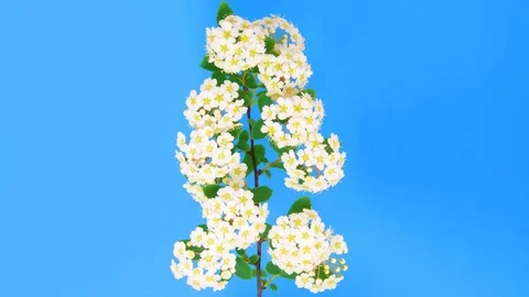 Spirea 4k Stock Footage 73197397