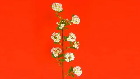 Spirea 4k Stock Footage 73197881