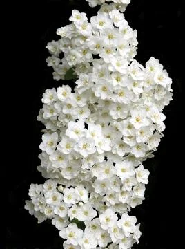 Spirea arguta Stock Photos