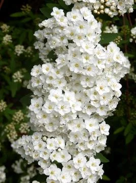 Spirea arguta Stock Photos