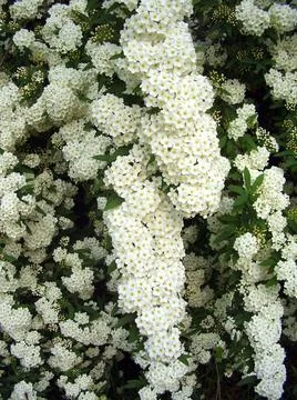 Spirea Arguta Stock Photos