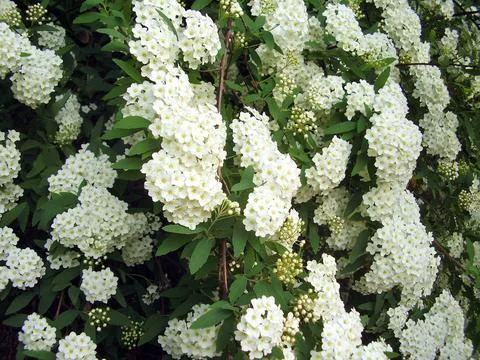 Spirea Arguta Stock Photos