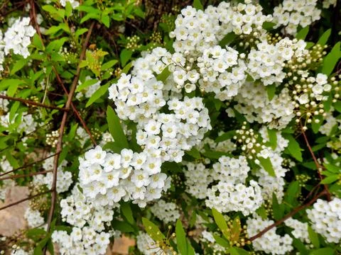 Spirea Arguta. Stock Photos