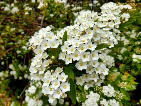 Spirea Arguta. Foto stock