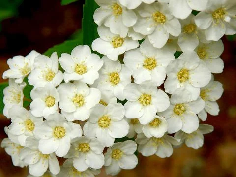 Spirea Arguta. Stock Photos