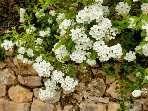 Spirea Arguta. Stock Photos