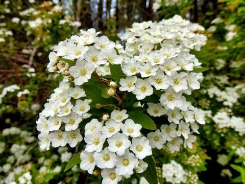 Spirea Arguta. Stock Photos