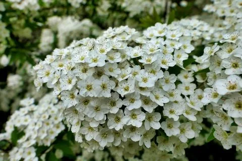 Spirea Arguta. Stock Photos