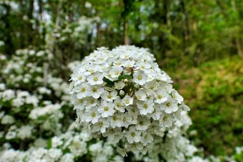 Spirea Arguta. Stock Photos