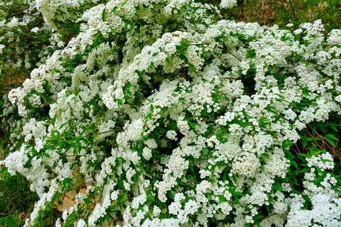Spirea Arguta. Stock Photos