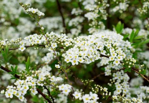 Spirea bush in bloom Fotos Stock