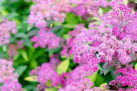 Spirea bush or spirea pattern with leaves close up. Billiard spirea blooms wi Stock Photos