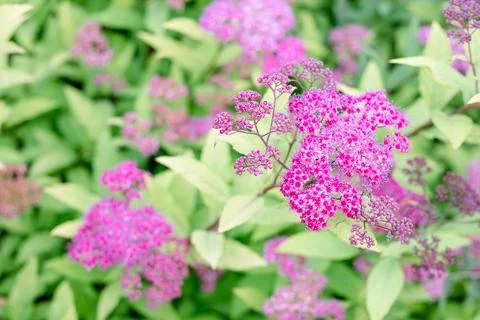 Spirea bush or spirea pattern with leaves close up. Billiard spirea blooms wi Stock Photos
